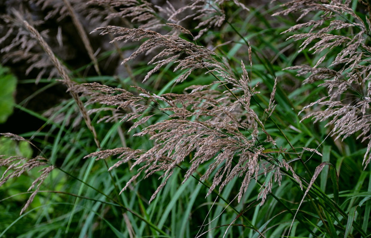 Изображение особи семейство Poaceae.