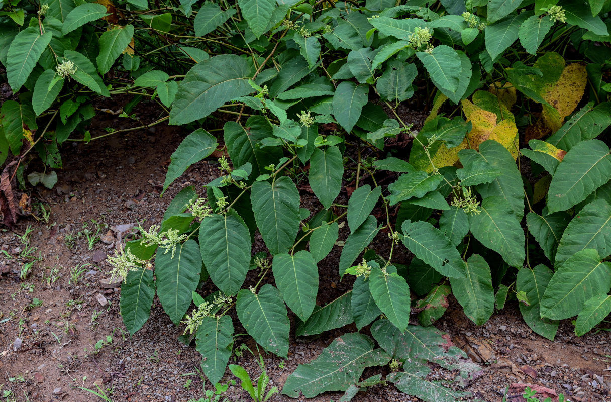 Изображение особи Reynoutria sachalinensis.