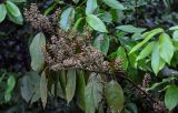 Itea chinensis