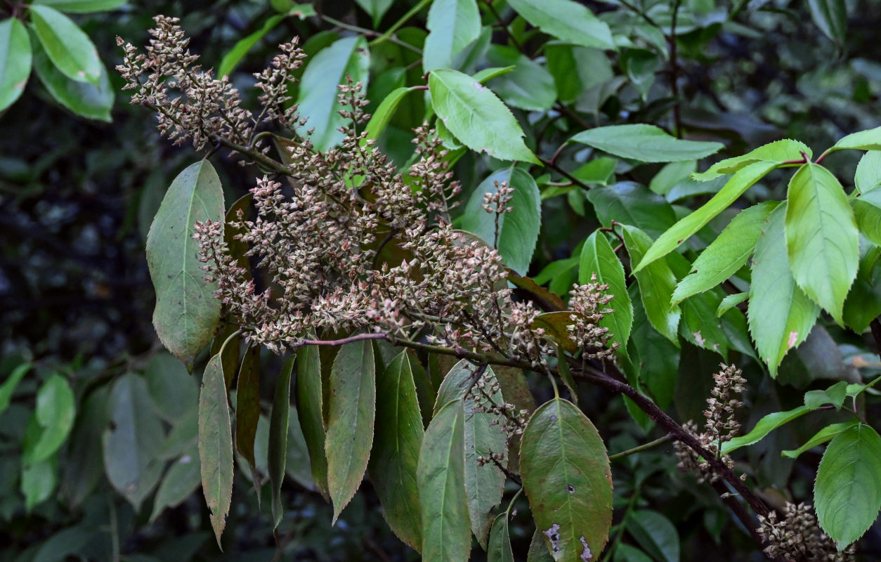 Image of Itea chinensis specimen.