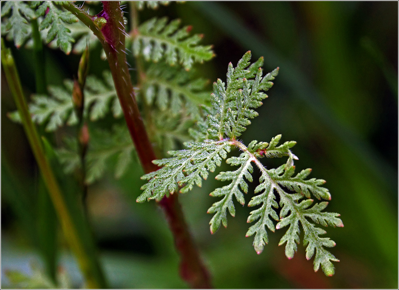 Image of Phacelia tanacetifolia specimen.