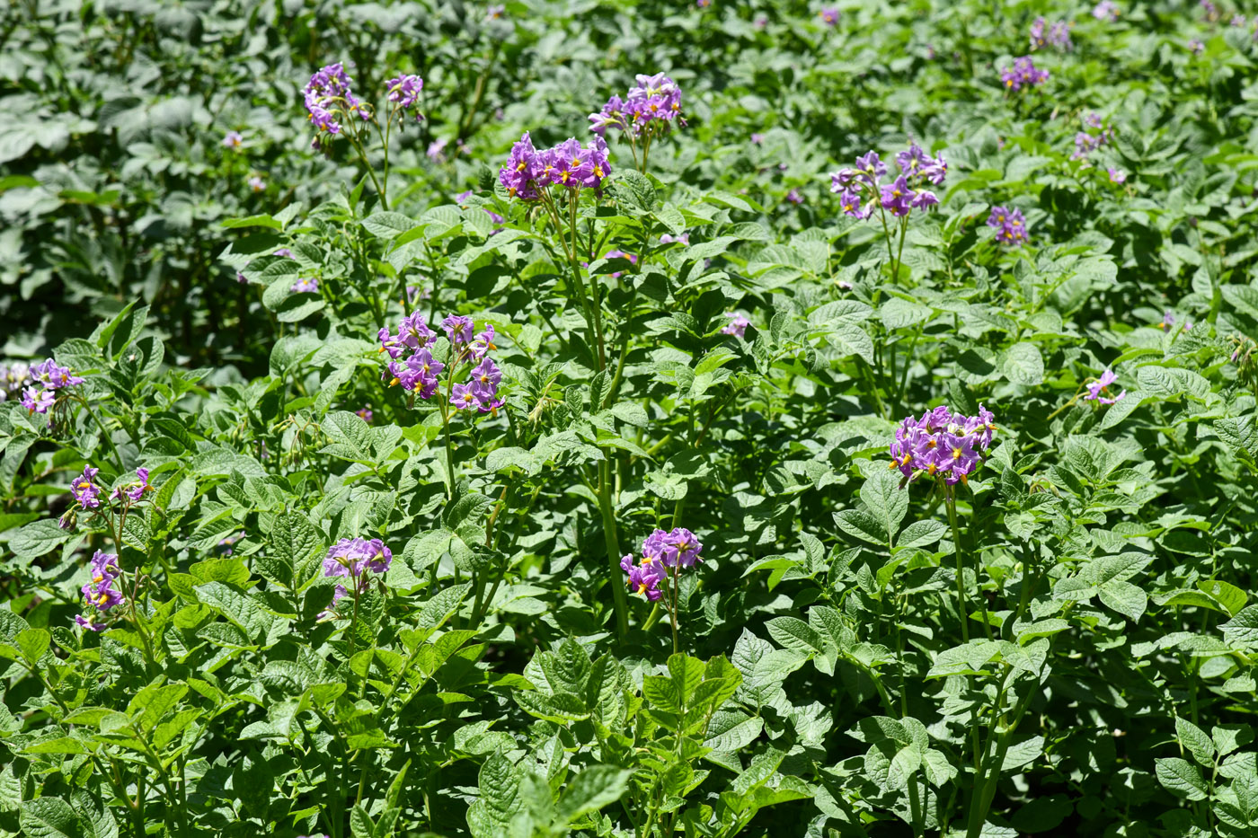 Изображение особи Solanum tuberosum.