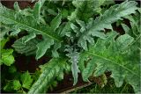 Cynara scolymus