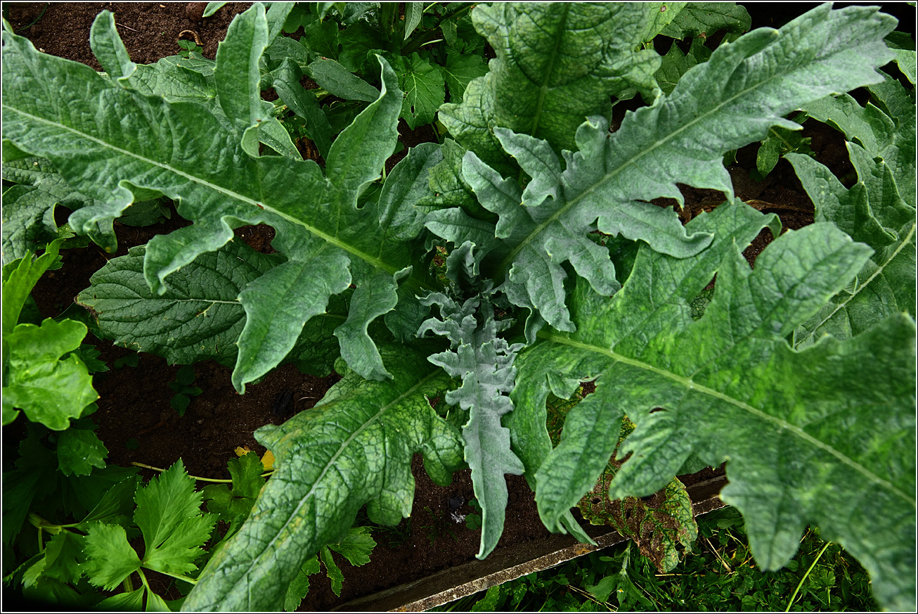 Изображение особи Cynara scolymus.