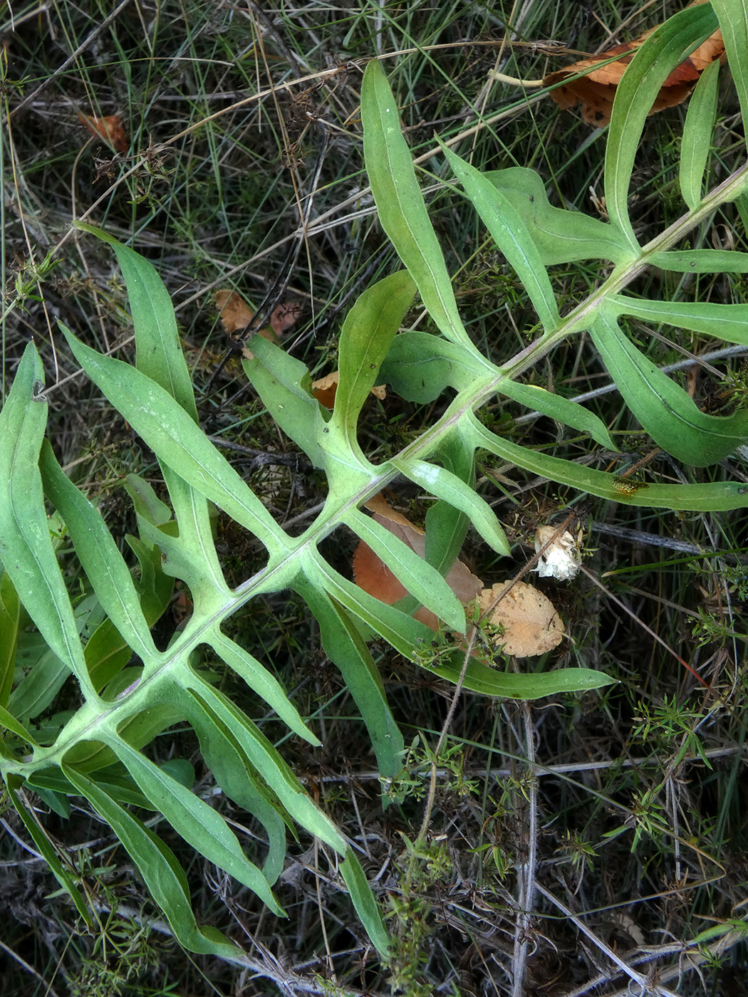 Image of Centaurea scabiosa specimen.