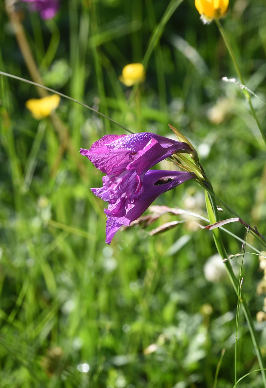 Изображение особи Gladiolus tenuis.