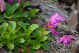 Rhododendron camtschaticum. Верхушка цветущего растения. Камчатский край, Елизовский р-н, подножие горы Летняя Поперечная, склон западной экспозиции, тундра. 04.08.2024.