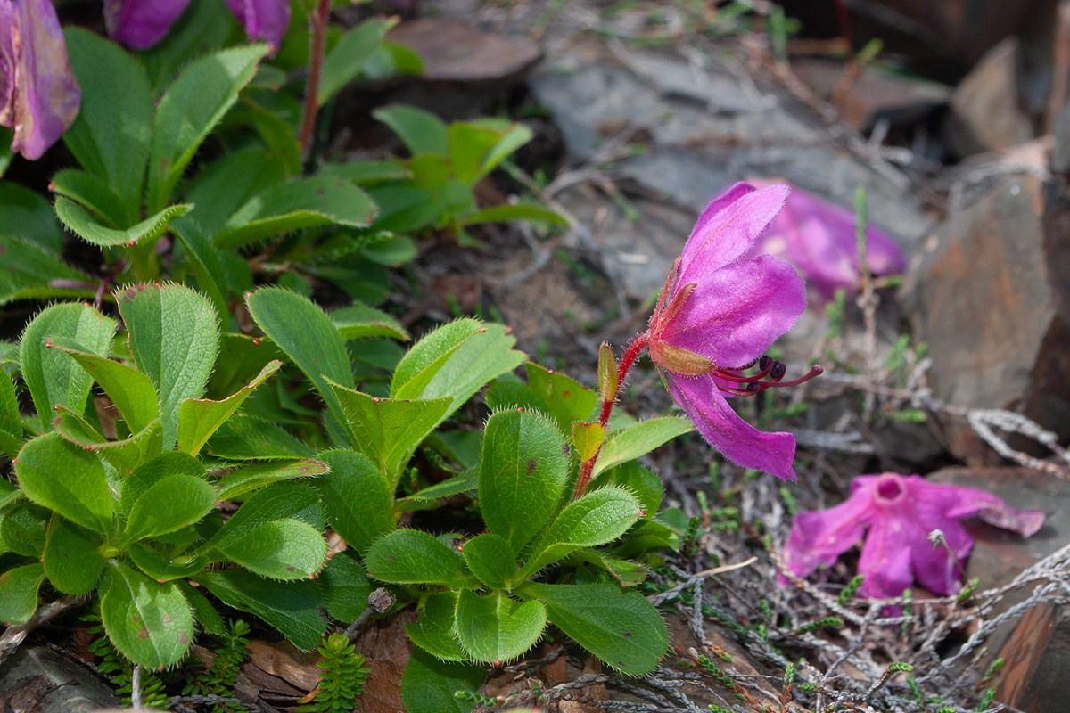 Изображение особи Rhododendron camtschaticum.