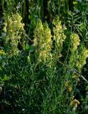 Linaria vulgaris. Верхушки побегов с соцветиями. Вологодская обл., Кирилловский р-н, с. Горицы, берег р. Шексна, луговой склон. 12.07.2024.