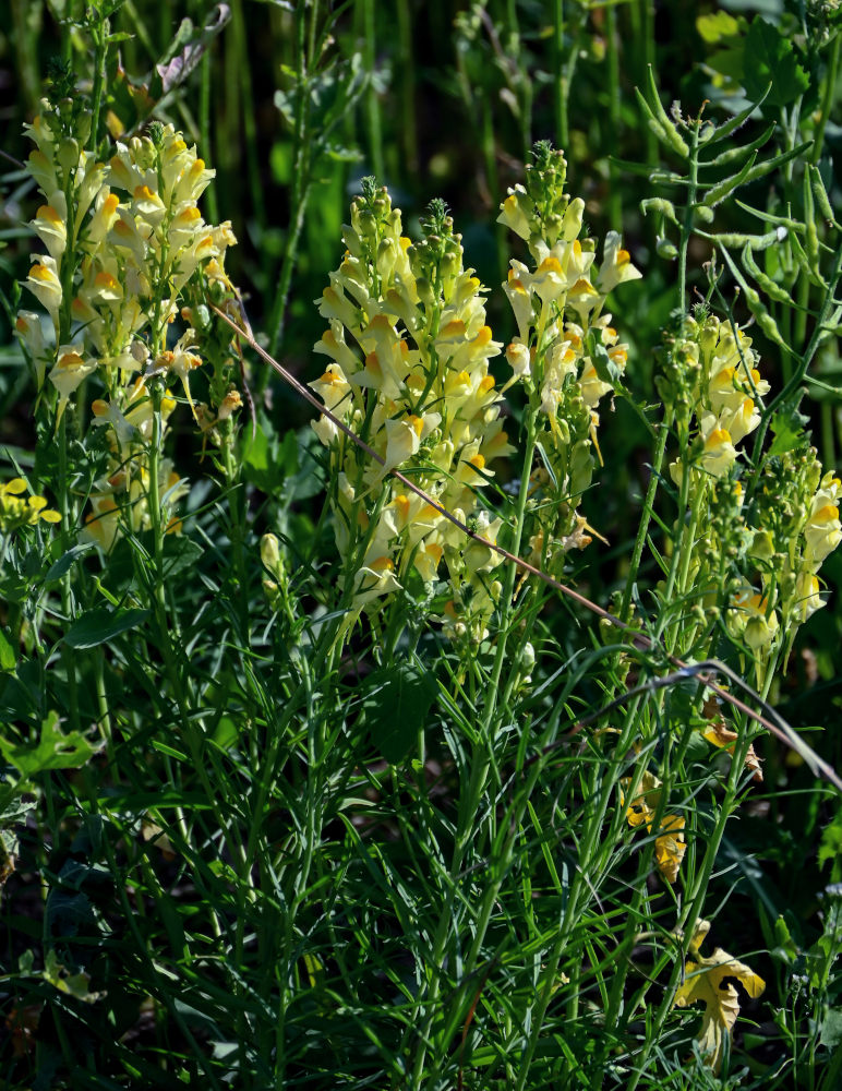 Image of Linaria vulgaris specimen.