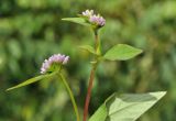 familia Polygonaceae. Верхушка цветущего растения. Вьетнам, провинция Ламдонг, г. Далат, сад \"Flower Village\", сорное среди Lavandula dentata. 29.07.2024.