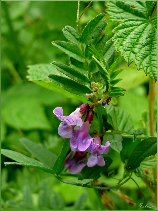 Image of Vicia sepium specimen.