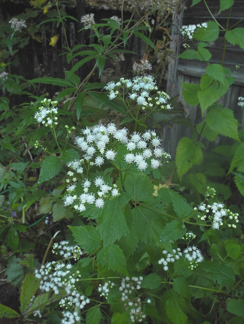 Image of Ageratina altissima specimen.