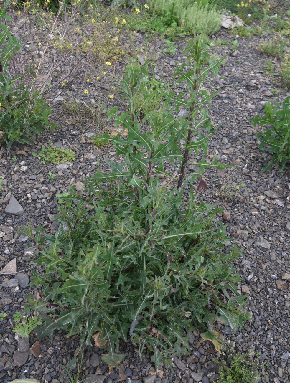 Изображение особи Lactuca serriola.