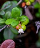 Vaccinium vitis-idaea. Верхушка побега с цветком и незрелыми плодами. Вологодская обл., Сокольский р-н, Оларевская гряда, смешанный лес. 13.07.2024.