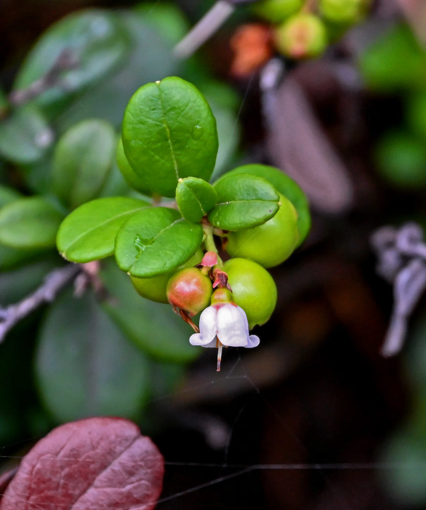 Изображение особи Vaccinium vitis-idaea.