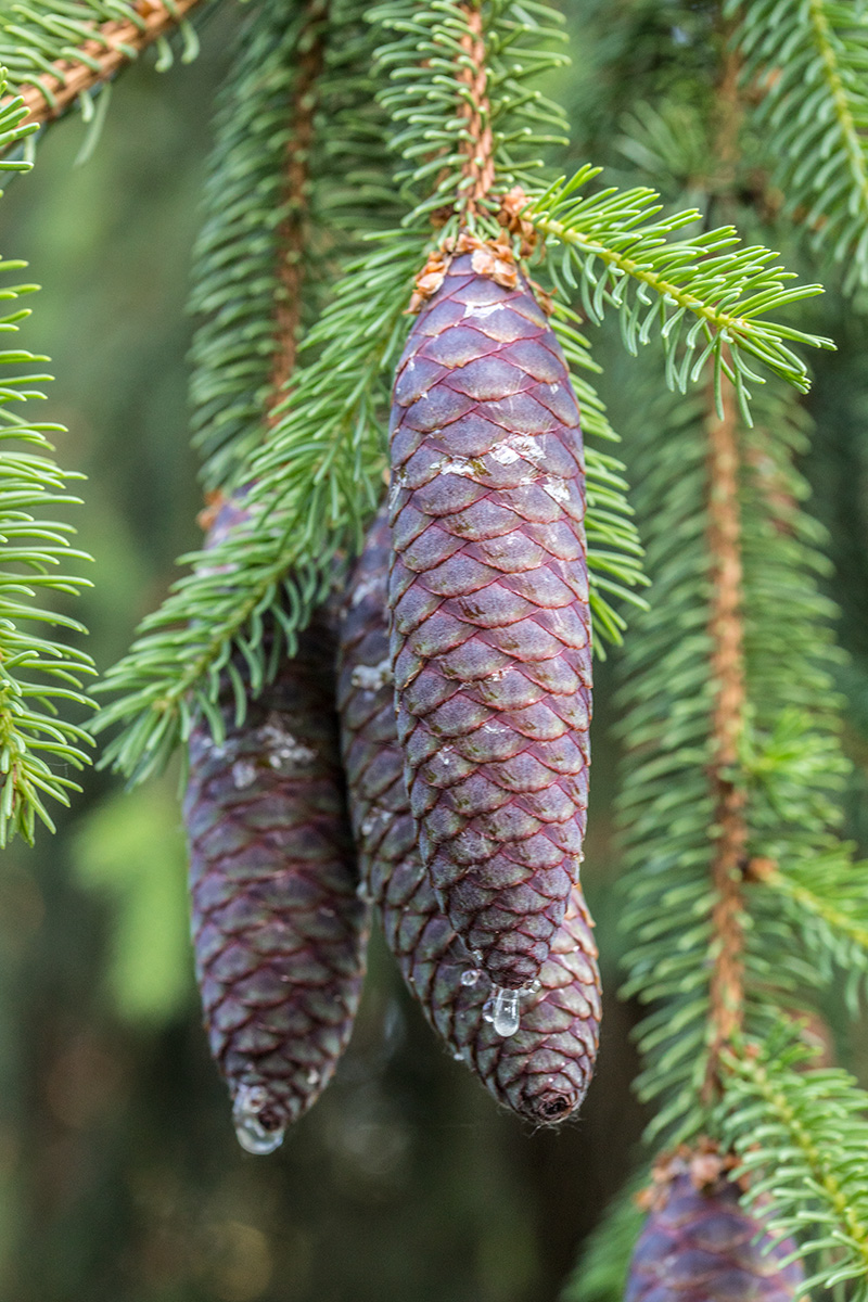 Image of genus Picea specimen.