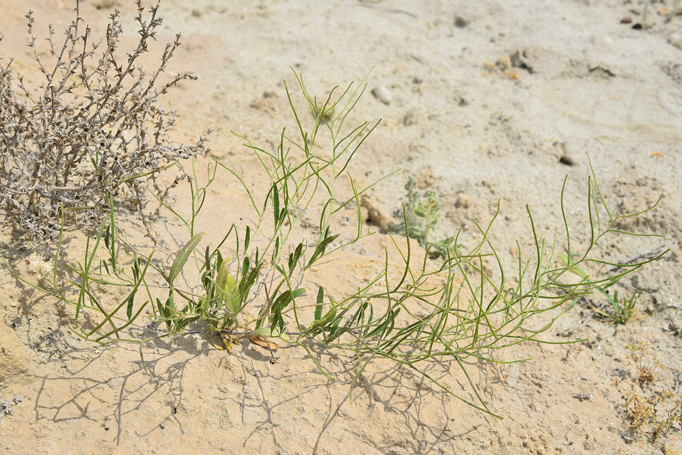 Image of Strigosella intermedia specimen.