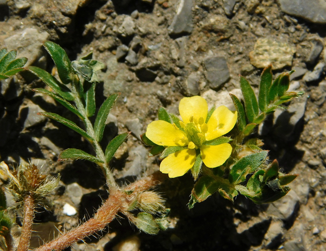 Изображение особи Tribulus terrestris.