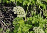 Coelopleurum gmelinii. Верхушка цветущего растения. Приморский край, Шкотовский р-н, окр. пос. Подъяпольск, каменистый берег моря. 12.06.2020.
