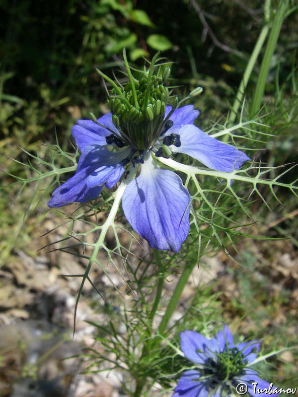 Изображение особи Nigella damascena.