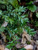 Buxus colchica. Верхушки ветвей вегетирующего растения. Краснодарский край, Сочи, Хостинский р-н, ущ. р. Большая Хоста, опушка смешанного леса. 11.03.2025.