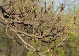 View full-size image Fraxinus sogdiana