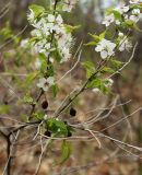 View full-size image Cerasus glandulosa