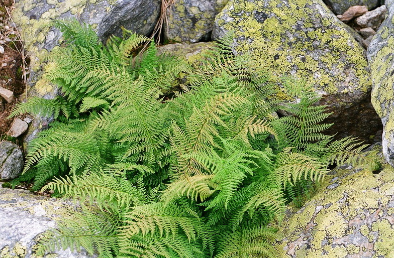 Image of Athyrium distentifolium specimen.