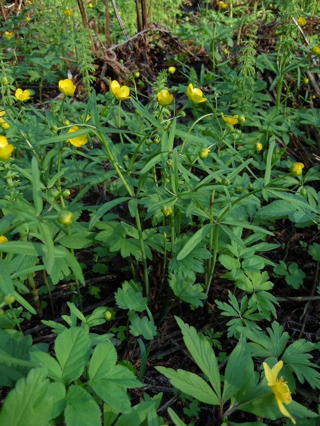 Изображение особи Ranunculus monophyllus.