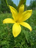 Hemerocallis lilio-asphodelus