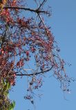 Parthenocissus quinquefolia