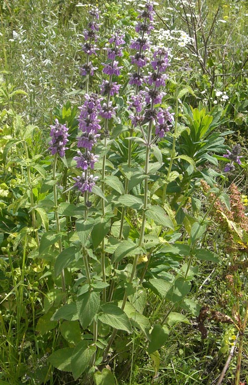 Image of genus Stachys specimen.