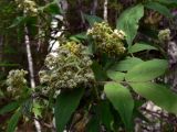 Sambucus sibirica. Отцветающее соцветие с завязывающимися плодами. Свердловская обл., окр. г. Североуральск, правый берег канала Дублёр. 03.06.2011.