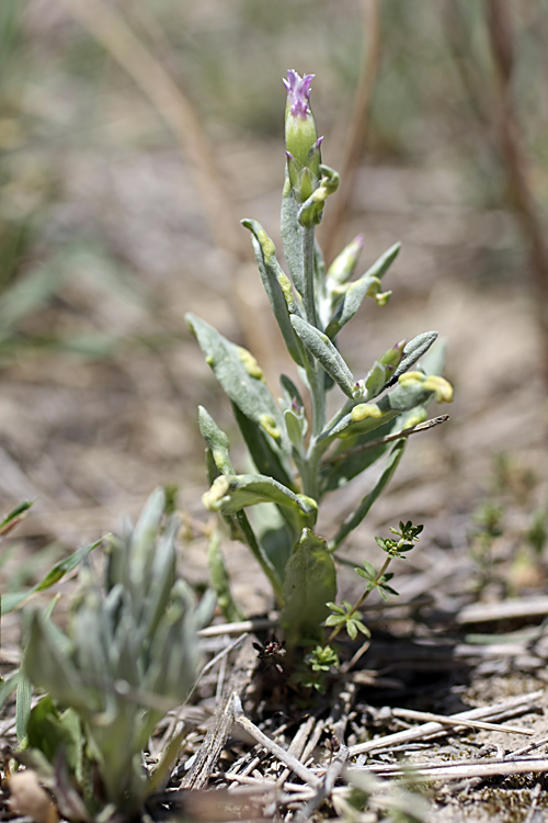 Image of Chardinia orientalis specimen.