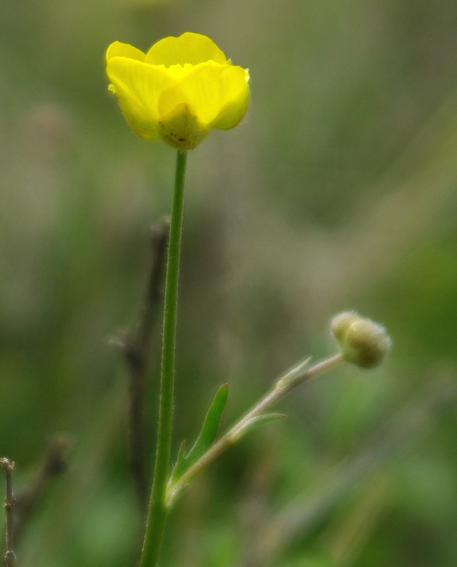 Image of Ranunculus platyspermus specimen.