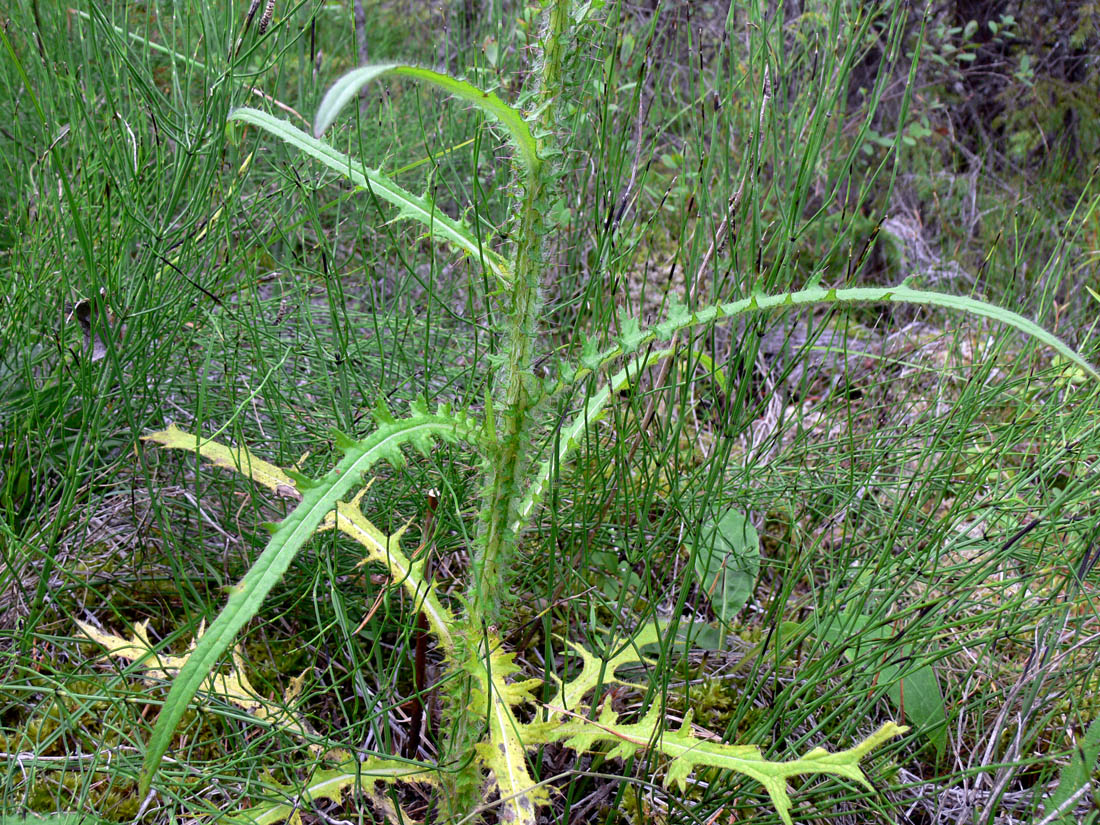 Изображение особи Cirsium palustre.