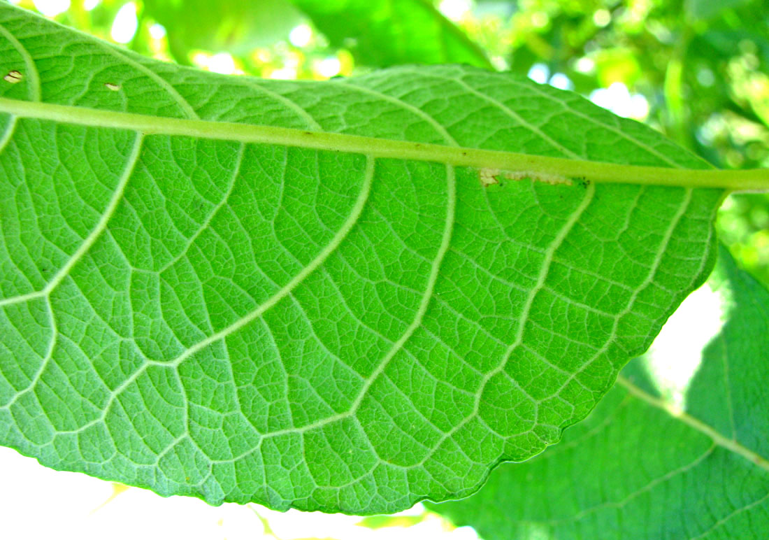 Image of Salix calodendron specimen.