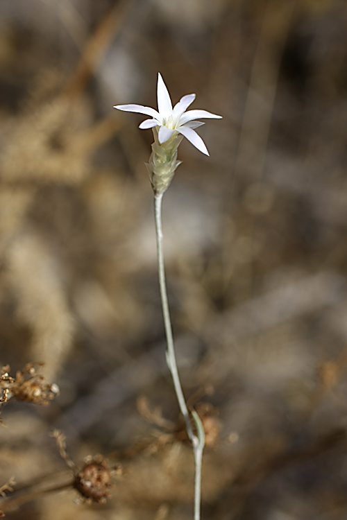 Image of Xeranthemum longepapposum specimen.