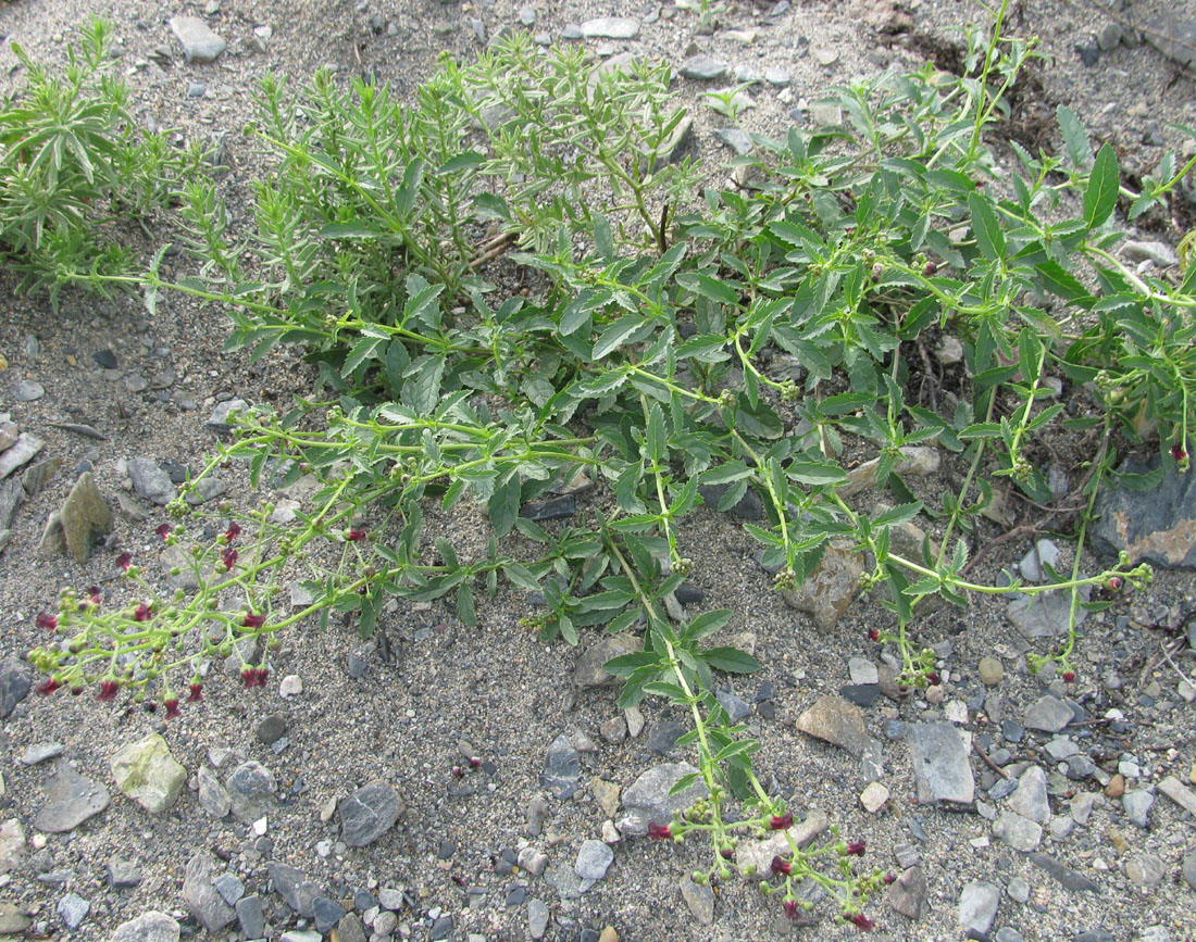 Image of Scrophularia incisa specimen.