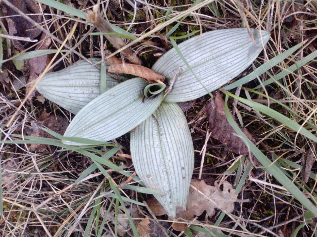 Image of Ophrys mammosa ssp. caucasica specimen.