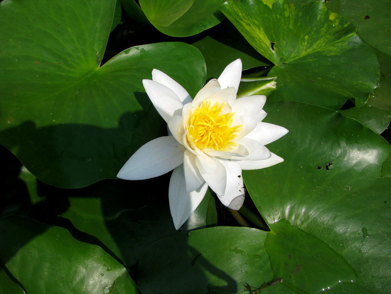 Image of Nymphaea alba specimen.