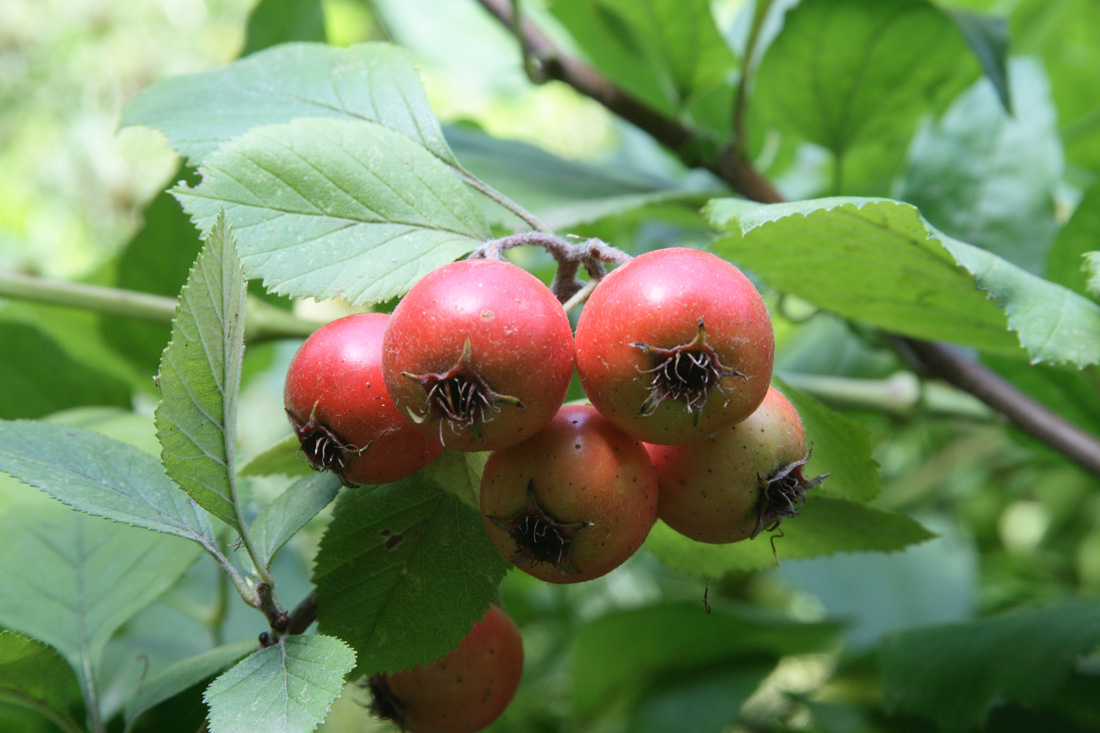 Изображение особи Crataegus punctata.