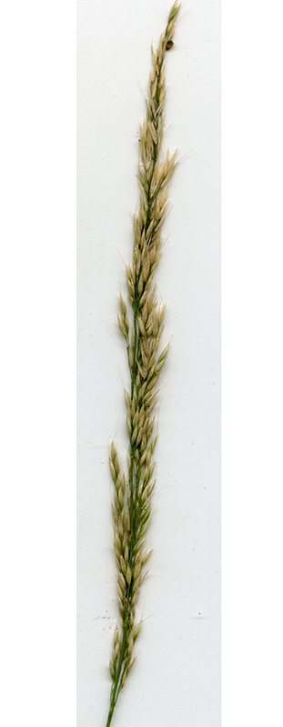 Image of Calamagrostis arundinacea specimen.