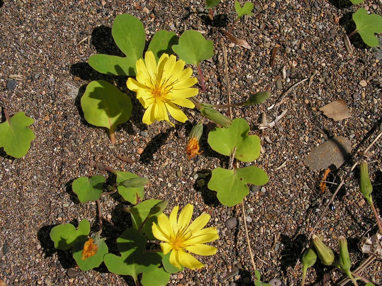 Image of Chorisis repens specimen.