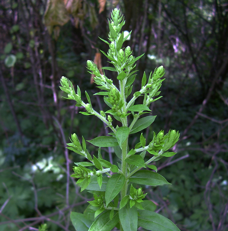 Изображение особи род Solidago.