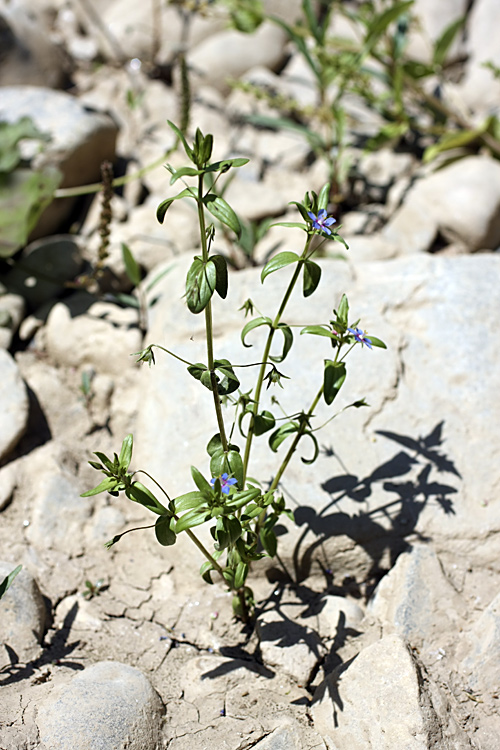 Image of Anagallis foemina specimen.