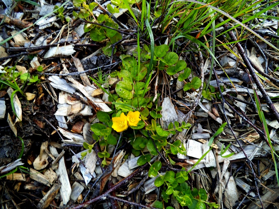 Изображение особи Lysimachia nummularia.