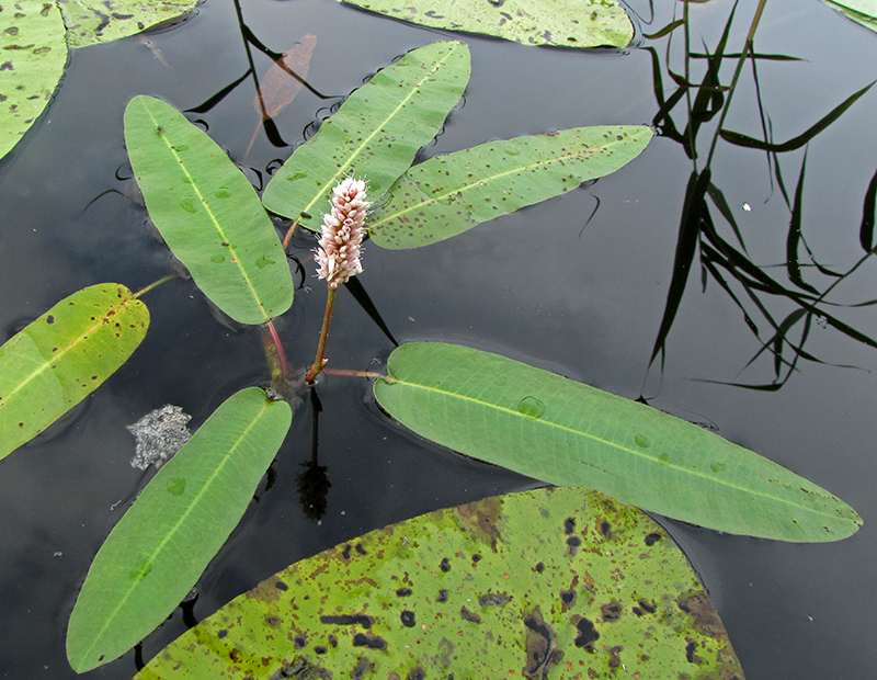 Image of Persicaria amphibia specimen.