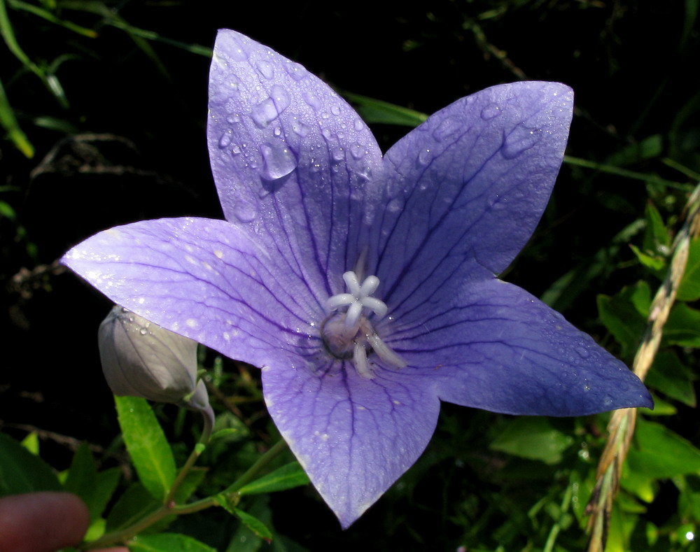 Image of Platycodon grandiflorus specimen.